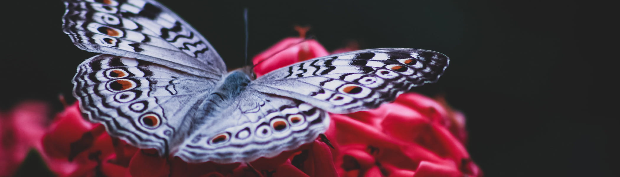 wingwave Methode im Coaching Weißer Schmetterling auf pinken Blüten als Symbol für die wingwave Methode im Coaching, innere Veränderung und emotionale Balance